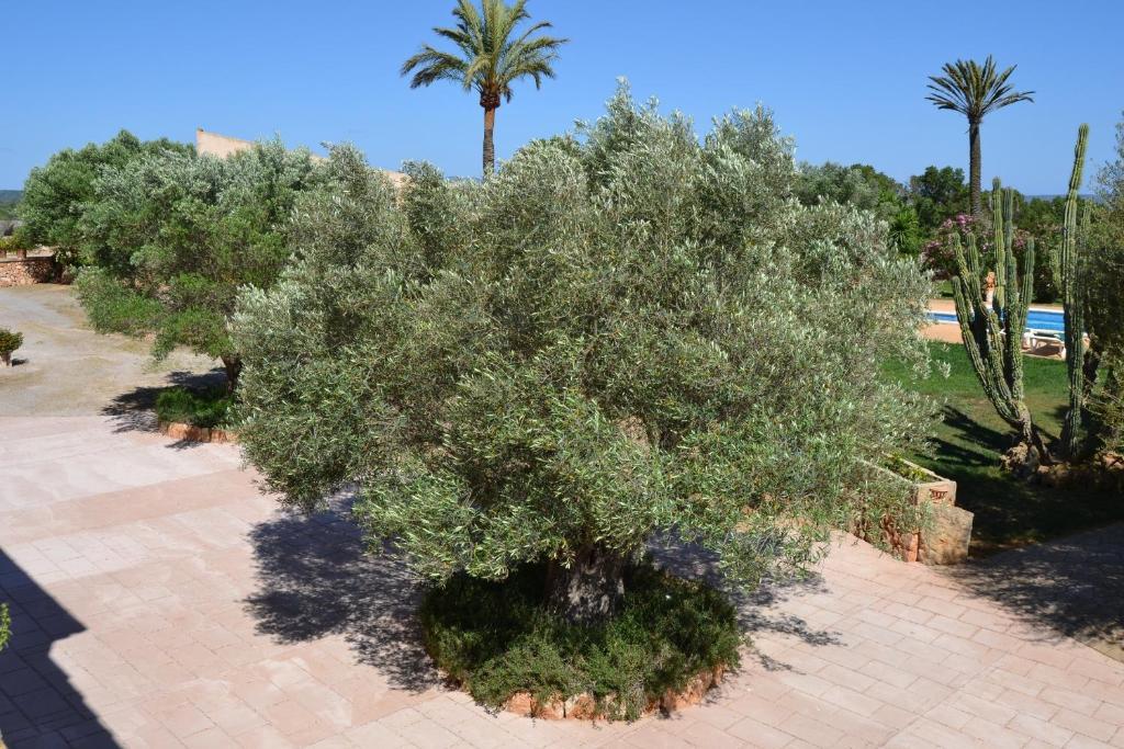 Country house Agroturismo Finca Son Sala Campos (Mallorca)